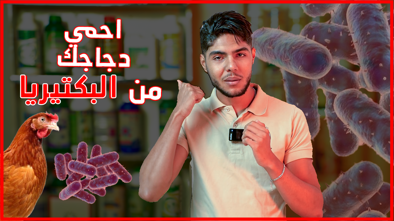 الأمراض البكتيرية عند الدجاج – دليل كامل